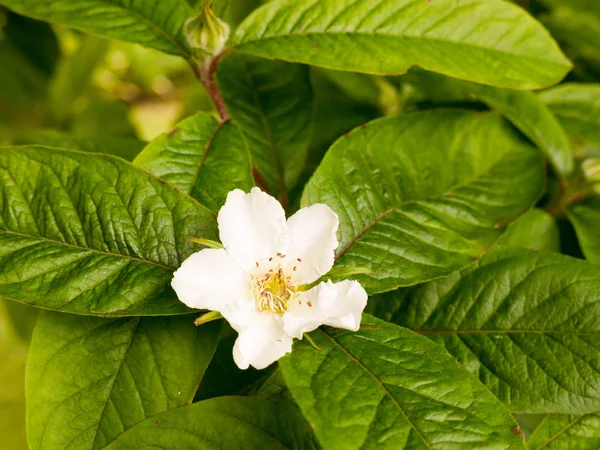 Piękny Kwiat Biały Kwiat Głowa Drzewie Zewnątrz Zielonymi Liśćmi — Zdjęcie stockowe