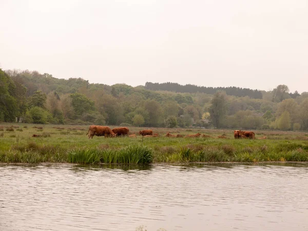 Dışarıda Nehrin Karşısında Otlayan Sevimli Kahverengi Inek Öküzleri — Stok fotoğraf