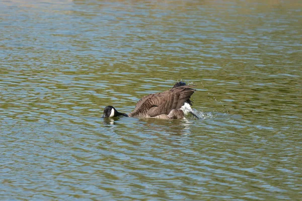 Kanadagåsen Vid Sjön — Stockfoto