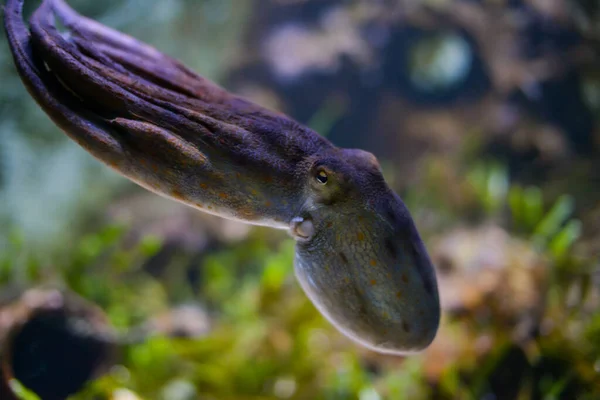 Close Octopus — Stock Photo, Image