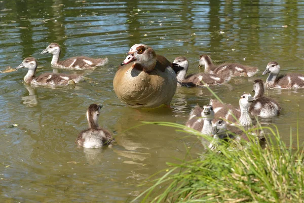 湖のナイルガチョウ — ストック写真