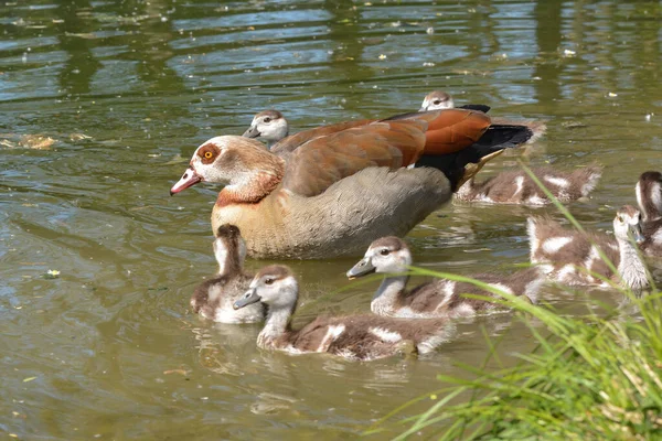 湖のナイルガチョウ — ストック写真