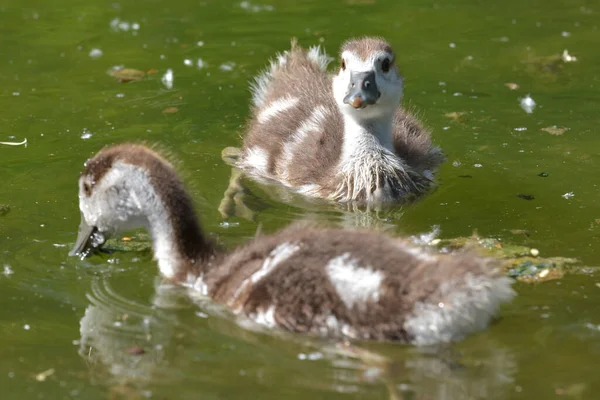 Nilgäss Vid Sjön — Stockfoto