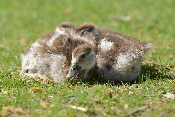 Nilgänse See — Stockfoto