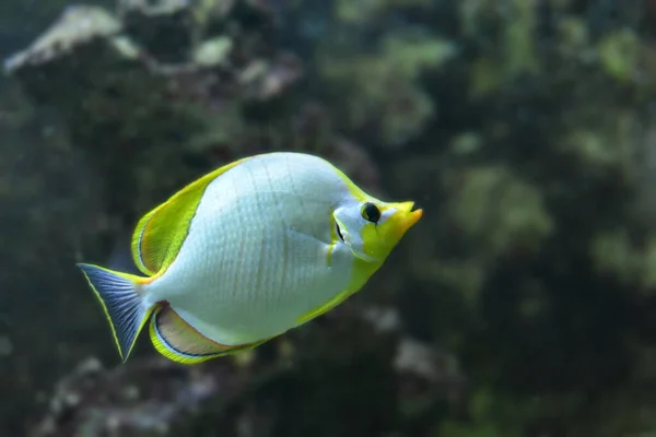 Szenischer Blick Auf Die Unterwasserwelt — Stockfoto