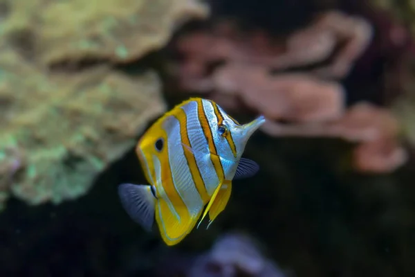 Szenischer Blick Auf Die Unterwasserwelt — Stockfoto