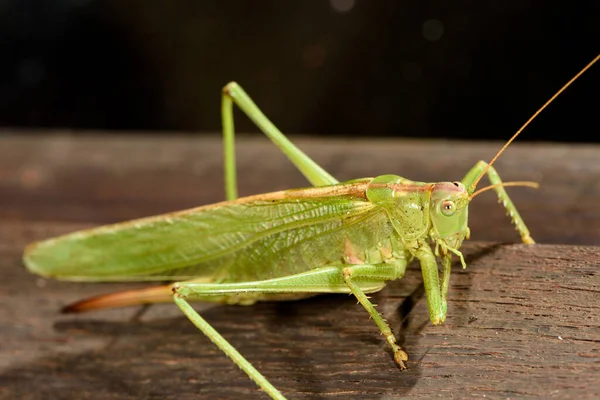 Grasshopper Resting Wooden Bar Cleaning Its Feet — Stock fotografie