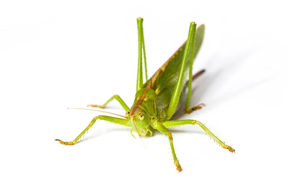 배경에 고립된 메뚜기 — 스톡 사진