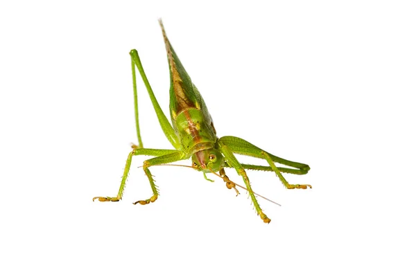 Grasshopper Καθαρισμού Κεραία Του Απομονώνονται Λευκό — Φωτογραφία Αρχείου