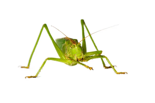 Grasshopper Καθαρισμού Κεραία Του Απομονώνονται Λευκό — Φωτογραφία Αρχείου