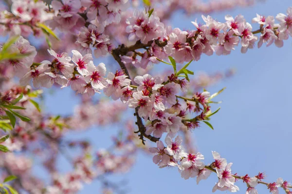 Árbol Almendra Con Flor Rosa Cielo Azul Florece Cielo Azul —  Fotos de Stock