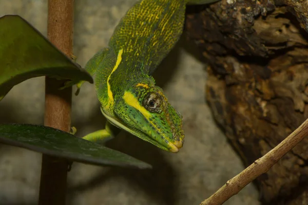 Primo Piano Degli Animali Allo Zoo — Foto Stock