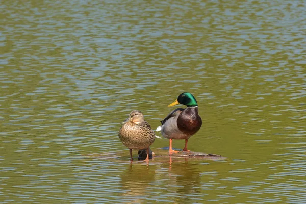 Couple Canards Colverts Dans Lac — Photo