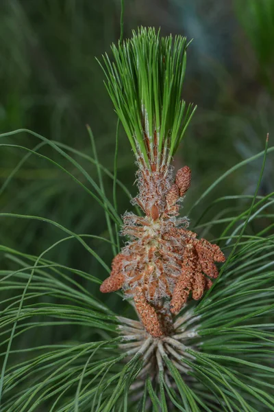 Krásný Botanický Záběr Přírodní Tapety — Stock fotografie