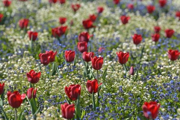 Tulipani Nel Non Dimenticarmi — Foto Stock