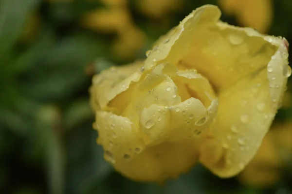 Tulipány Květiny Flóra Jaře — Stock fotografie