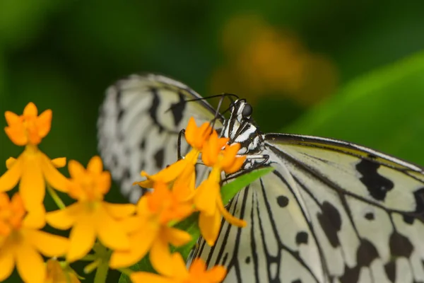 Вид Крупным Планом Красивую Красочную Бабочку — стоковое фото