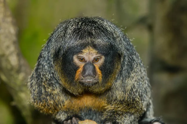 Encerramento Animais Jardim Zoológico — Fotografia de Stock