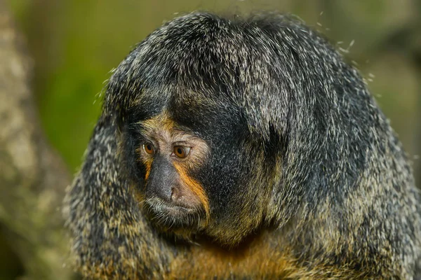 Großaufnahme Von Tier Zoo — Stockfoto