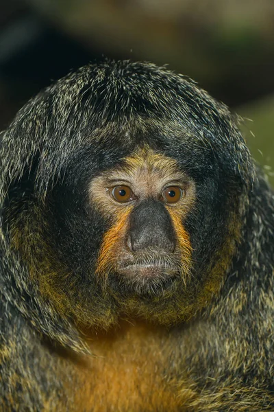 Closeup of animal at zoo