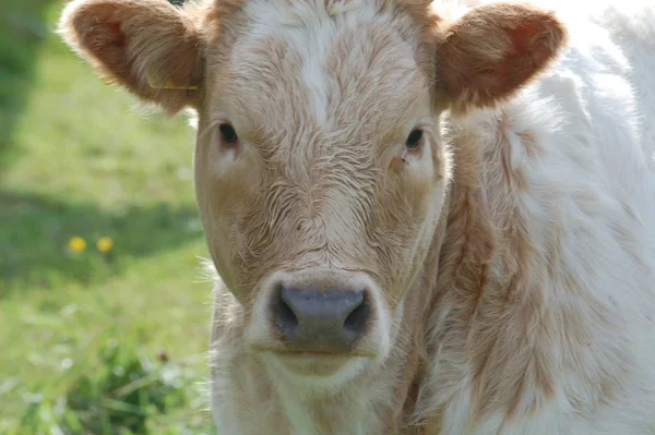 Cows Natural Landscape Selective Focus — Stock Photo, Image