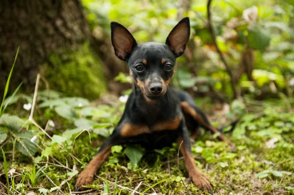Маленький Собака Лежить Лісі — стокове фото