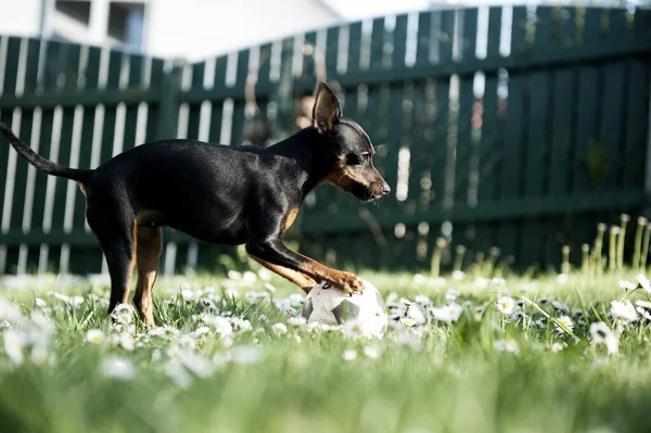 Little Dog Plays Ball — Stock Photo, Image