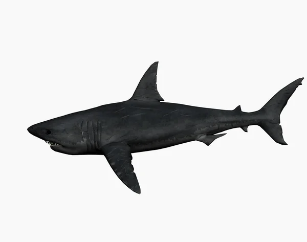 海のサメや危険な捕食者 — ストック写真