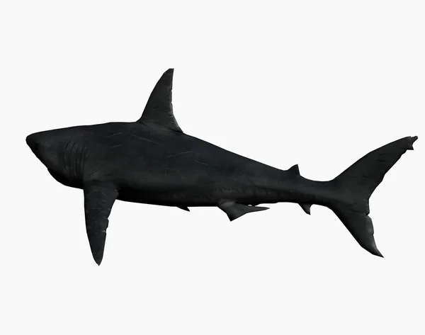 Морская Акула Опасный Хищник — стоковое фото