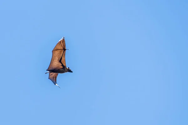 Фруктовая Летучая Мышь Летающий Лис Распростертыми Крыльями Шри Ланке — стоковое фото