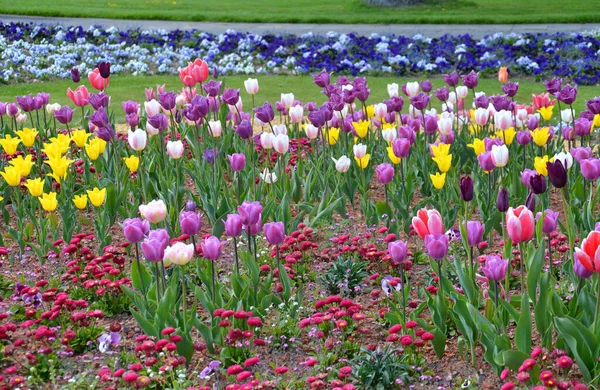 Schöne Tulpen Blumen Blütenblätter Flora — Stockfoto