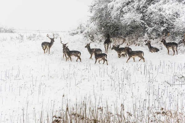 Winter Landscape Deer Group While Snowing — Stock Photo, Image