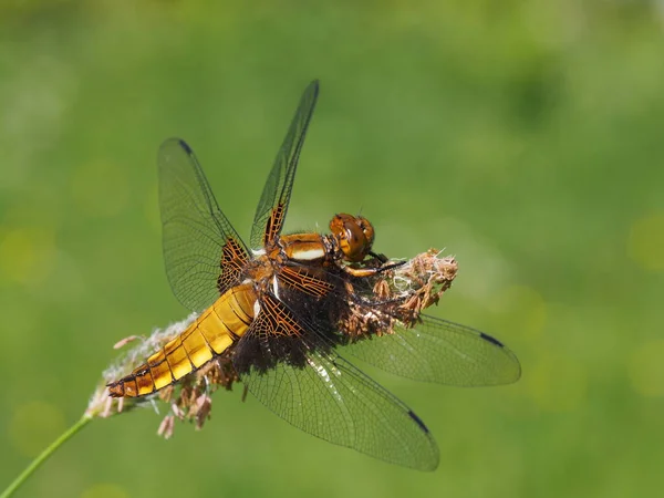 Entomology Odonata Dragonfly Insect — Stock Photo, Image