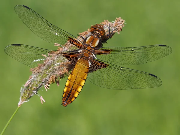 Entomologie Odonata Libellen Insecten — Stockfoto