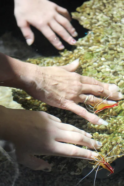 Pequeño Camarón Rojo Mordisquear Tres Manos —  Fotos de Stock