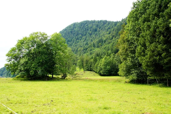 Lasy Pastwiska Jachenau Alpach Bawarskich — Zdjęcie stockowe