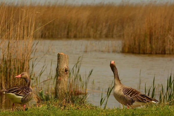 Gansos Greylag Com Seus Filhotes Lago Neusiedl Terras Arborizadas Perto — Fotografia de Stock