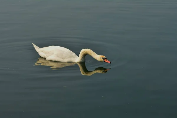 Swan Reflection New Danube Vienna — стоковое фото
