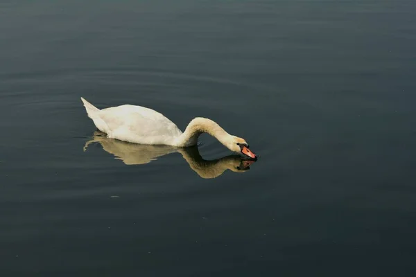 Cygne Dans Réflexion Sur Nouveau Danube Vienne — Photo