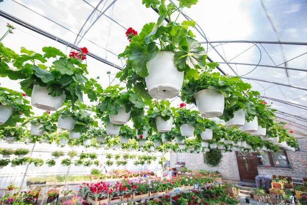 Vårblommor Trädgård Butiken Dagsljus Dekorativa Gröna Växter Blommig Shop — Stockfoto