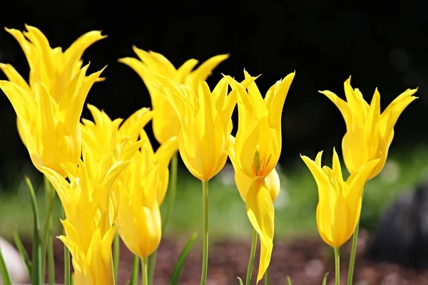 Tulipes Jaunes Fleurissent Printemps — Photo