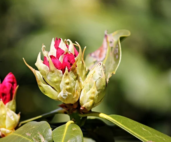 Knospe Des Roten Rhododendrons — Stockfoto