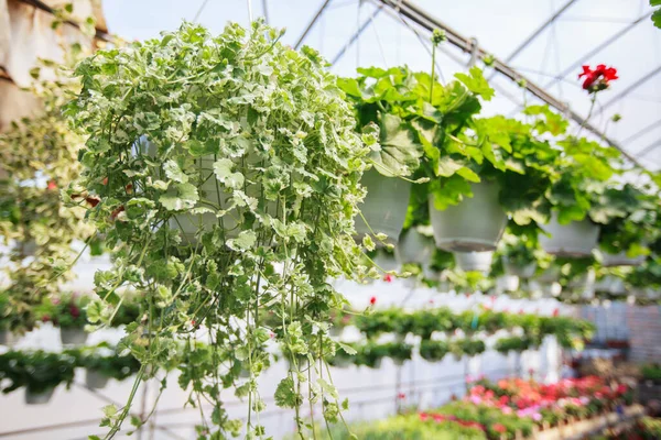 Vårblommor Trädgård Butiken Dagsljus Dekorativa Gröna Växter Blommig Shop — Stockfoto