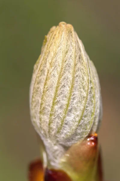 Bourgeon Feuilles Bourgeon Commun Macro Shot — Photo