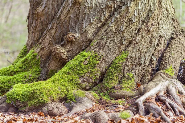 Kroucený Kmen Stromu Kořenovým Systémem Detailní Pohled — Stock fotografie