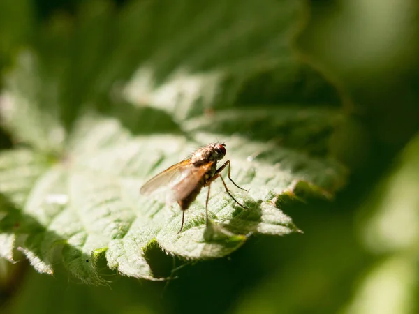 Öğleden Sonra Işık Böcek Çirkin Hareket Bahar Çayır Dışında Bir — Stok fotoğraf