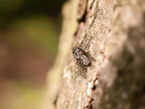 森の中で動かない樹皮の上で休んでいる中くらいのハエがマクロを近くに移動させない — ストック写真