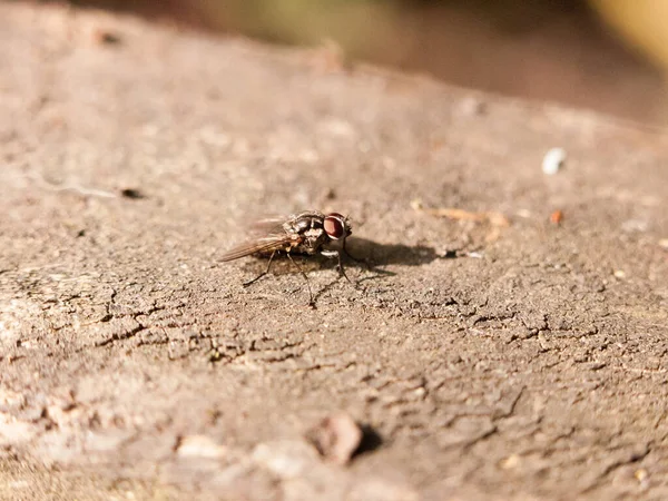 Uma Mosca Média Descansando Casca Árvore Imóvel Fora Floresta Não — Fotografia de Stock