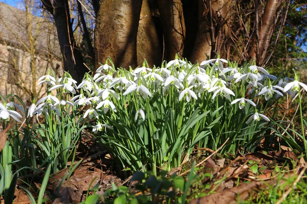 Spring Snowdrop Flowers Flora — Stock Photo, Image