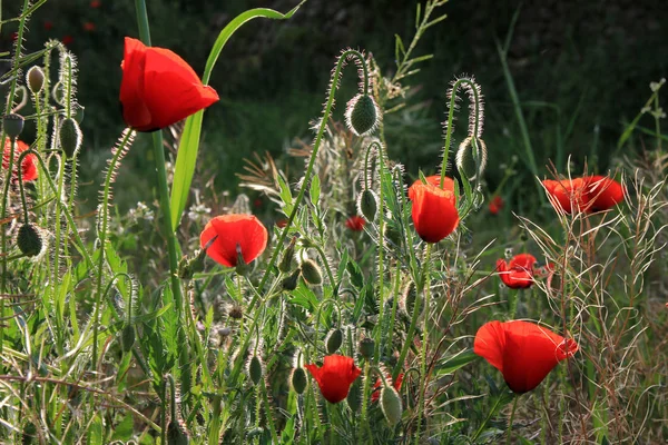 Papaverbloemen Rode Bloemen — Stockfoto